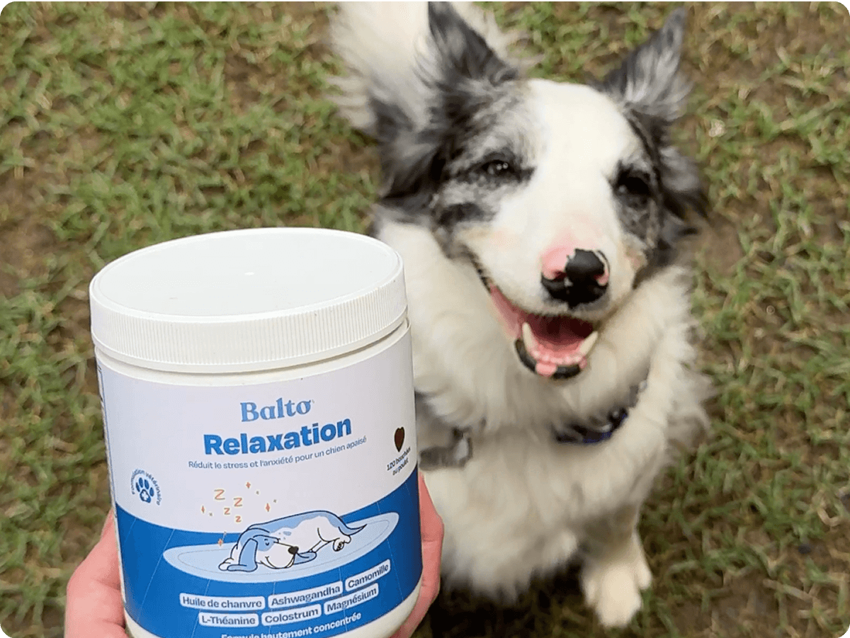 Chien détendu et heureux après avoir utilisé les compléments Balto